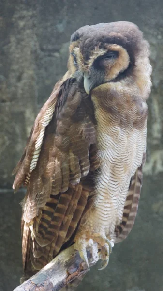 Búho Común Una Especie Ave Paseriforme Del Género Ketupa Varias — Foto de Stock