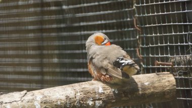 Zebra finch Merkezi Avustralya ve aralıkları en sık görülen ötücü finch üzerinde sadece serin nemli güneyde ve kuzeyde tropikal bazı alanlarda kaçınarak kıtanın en çok