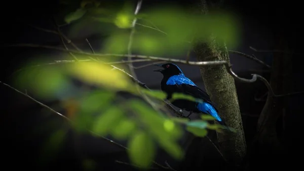 Fairy Bluebirds São Pequenas Espécies Aves Passeriformes Encontradas Florestas Plantações — Fotografia de Stock