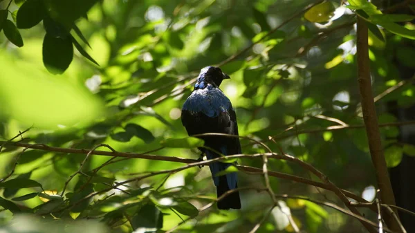 Fairy Bluebirds São Pequenas Espécies Aves Passeriformes Encontradas Florestas Plantações — Fotografia de Stock