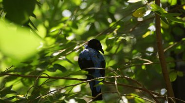 Peri mavi kuşlar, ormanlar ve tropikal tarlaları Güney Asya ve Filipinler bulunan küçük bir kuş türü bulunmaktadır