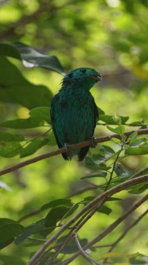 Olarak da bilinen daha az yeşil kılıç kılıç ailesi bir kuş olduğunu yeşil kılıç onun canlı yeşil kuş tüyü tarafından belirlenebilir