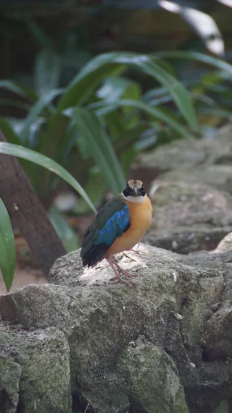 Die Blauflügelige Pitta Ist Ein Passantenvogel Aus Der Familie Der — Stockfoto