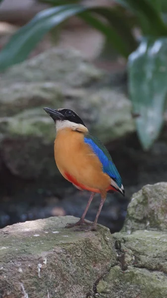 Blue Winged Pitta Een Zangvogel Uit Familie Pittidae Inheems Australië — Stockfoto