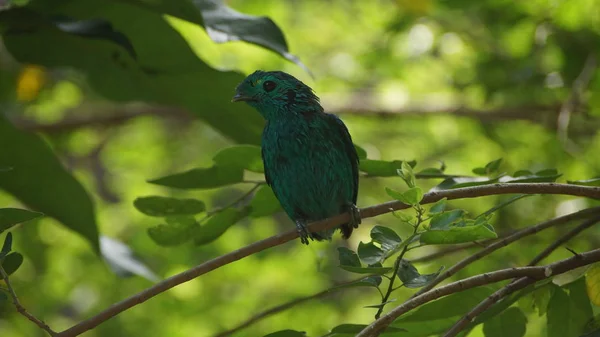 Broadbill Verde Também Conhecido Como Broadbill Verde Menor Pequeno Pássaro — Fotografia de Stock