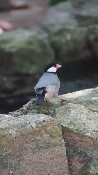 Java Sparrow Más Néven Java Finch Java Rizs Veréb Vagy — Stock Fotó