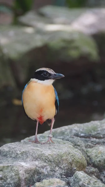 Pitta Asa Azul Uma Ave Passeriforme Família Pittidae Nativa Austrália — Fotografia de Stock