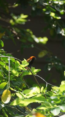 Zanzibar kırmızı fil familyasından bir kuş türü Ploceidae. Kenya, Mozambik ve Tanzanya bulunur