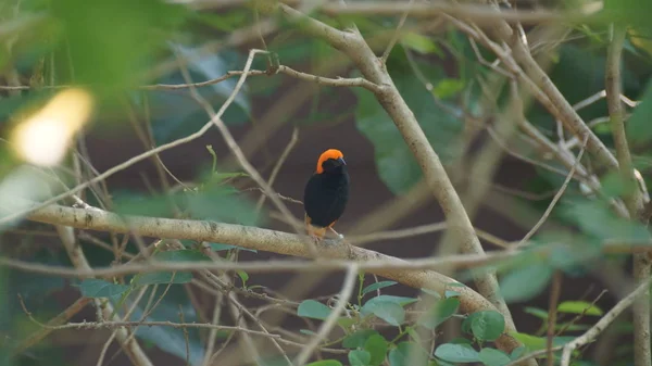 Zanzibar Red Bishop Uma Espécie Ave Família Ploceidae Pode Ser — Fotografia de Stock