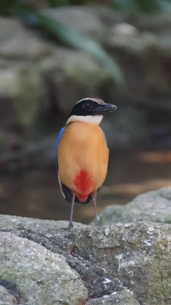 蓝翼是澳大利亚和东南亚土生土长的皮蒂达家族中的一种路人鸟 — 图库照片