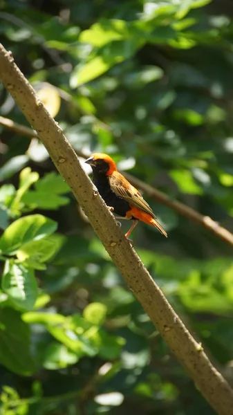 Zanzibar Red Bishop Uma Espécie Ave Família Ploceidae Pode Ser — Fotografia de Stock