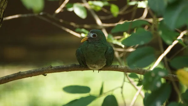 詹布水果鸽子是一种小而多姿多彩的水果鸽子 它是泰国南部 马来西亚 文莱和印度尼西亚的一种常驻养殖物种 — 图库照片