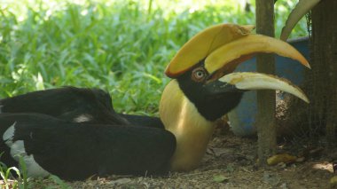 Büyük kartallar olarak da bilinen büyük Hint kartallar veya büyük alaca kartallar, Kartallar ailesinin büyük üyeleri biridir