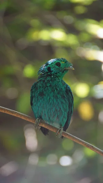 Becco Verde Noto Anche Come Becco Verde Minore Uccellino Della — Foto Stock