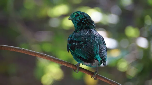 Zelená Broadbill Také Známý Jako Menší Zelené Broadbill Malý Pták — Stock fotografie