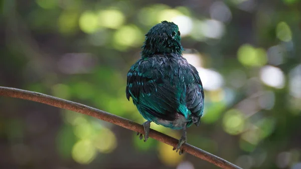 Πράσινο Broadbill Επίσης Γνωστό Λιγότερο Πράσινο Broadbill Είναι Ένα Μικρό — Φωτογραφία Αρχείου