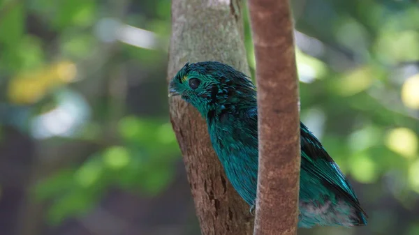その活気に満ちた緑の羽で緑ヒロハシ科として知られている低い緑ヒロハシ科 ヒロハシ科家族の小さな鳥を識別できます — ストック写真