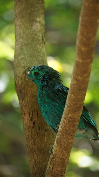 Becco Verde Noto Anche Come Becco Verde Minore Uccellino Della — Foto Stock