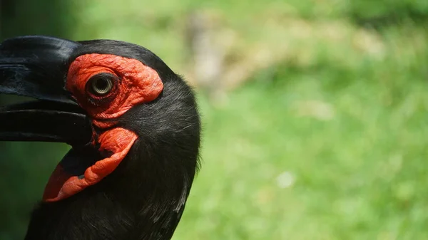 Der Südliche Erdhornvogel Ist Eine Von Zwei Arten Des Erdhornvogels — Stockfoto