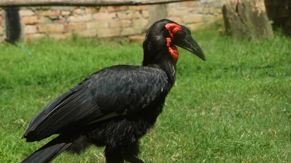 Hornbill Solo Sul Uma Das Duas Espécies Hornbill Chão Maior — Fotografia de Stock