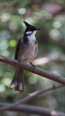 Kırmızı bıyıklı bülbül ya da ibikli bülbül, Asya 'da bulunan bir kuş türüdür. Bulbul ailesinin bir üyesidir. Çoğunlukla tropikal Asya 'da bulunan bir meyve yiyicidir.