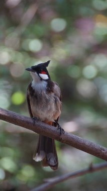 Kırmızı bıyıklı bülbül ya da ibikli bülbül, Asya 'da bulunan bir kuş türüdür. Bulbul ailesinin bir üyesidir. Çoğunlukla tropikal Asya 'da bulunan bir meyve yiyicidir.