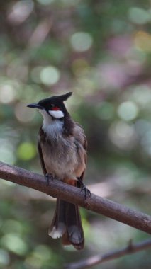 Kırmızı bıyıklı bülbül ya da ibikli bülbül, Asya 'da bulunan bir kuş türüdür. Bulbul ailesinin bir üyesidir. Çoğunlukla tropikal Asya 'da bulunan bir meyve yiyicidir.