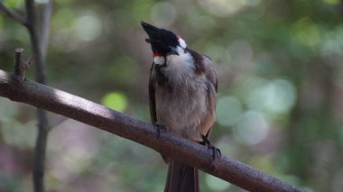 Kırmızı bıyıklı bülbül ya da ibikli bülbül, Asya 'da bulunan bir kuş türüdür. Bulbul ailesinin bir üyesidir. Çoğunlukla tropikal Asya 'da bulunan bir meyve yiyicidir.