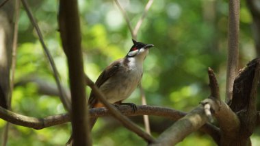 Kırmızı bıyıklı bülbül ya da ibikli bülbül, Asya 'da bulunan bir kuş türüdür. Bulbul ailesinin bir üyesidir. Çoğunlukla tropikal Asya 'da bulunan bir meyve yiyicidir.