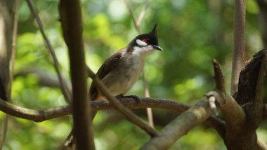 Kırmızı bıyıklı bülbül ya da ibikli bülbül, Asya 'da bulunan bir kuş türüdür. Bulbul ailesinin bir üyesidir. Çoğunlukla tropikal Asya 'da bulunan bir meyve yiyicidir.