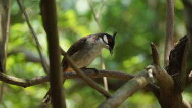 Kırmızı bıyıklı bülbül ya da ibikli bülbül, Asya 'da bulunan bir kuş türüdür. Bulbul ailesinin bir üyesidir. Çoğunlukla tropikal Asya 'da bulunan bir meyve yiyicidir.
