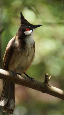 Kırmızı bıyıklı bülbül ya da ibikli bülbül, Asya 'da bulunan bir kuş türüdür. Bulbul ailesinin bir üyesidir. Çoğunlukla tropikal Asya 'da bulunan bir meyve yiyicidir.