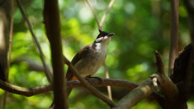 Kırmızı bıyıklı bülbül ya da ibikli bülbül, Asya 'da bulunan bir kuş türüdür. Bulbul ailesinin bir üyesidir. Çoğunlukla tropikal Asya 'da bulunan bir meyve yiyicidir.