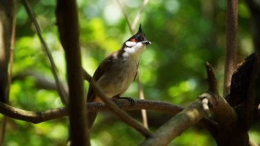 Kırmızı bıyıklı bülbül ya da ibikli bülbül, Asya 'da bulunan bir kuş türüdür. Bulbul ailesinin bir üyesidir. Çoğunlukla tropikal Asya 'da bulunan bir meyve yiyicidir.