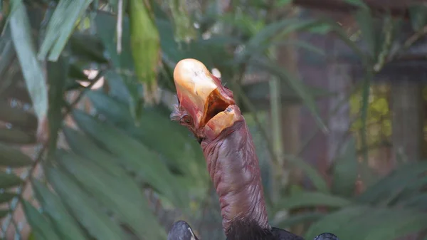 Helmeted Hornbill Very Large Bird Hornbill Family Found Malay Peninsula — Stock Photo, Image