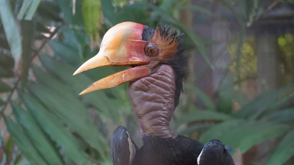 Helmeted Hornbill Very Large Bird Hornbill Family Found Malay Peninsula — Stock Photo, Image