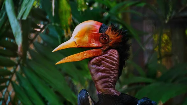 Přilbou Zoborožce Velmi Velký Pták Rodině Zoborožce Vyskytuje Malajský Poloostrov — Stock fotografie