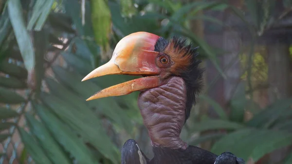 Шлемоклювый Рогоклюв Большая Птица Семье Рогоклювых Встречается Малайском Полуострове Суматре — стоковое фото