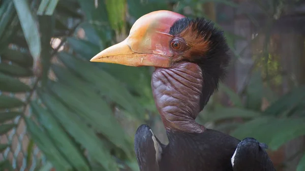 Helmeted Hornbill Very Large Bird Hornbill Family Found Malay Peninsula — Stock Photo, Image