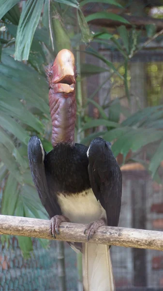 Miğferli Kartallar Kartallar Aile Içinde Çok Büyük Bir Kuştur Malay — Stok fotoğraf