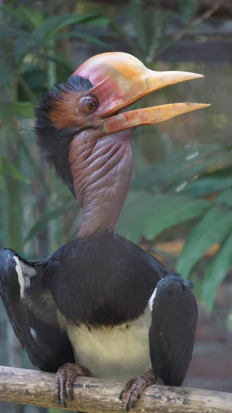 Helmeted Hornbill Very Large Bird Hornbill Family Found Malay Peninsula — Stock Photo, Image