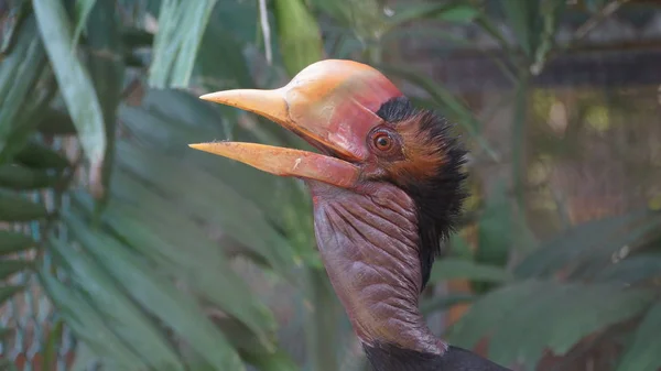 Carey Casco Ave Muy Grande Familia Hornbill Encuentra Península Malaya —  Fotos de Stock