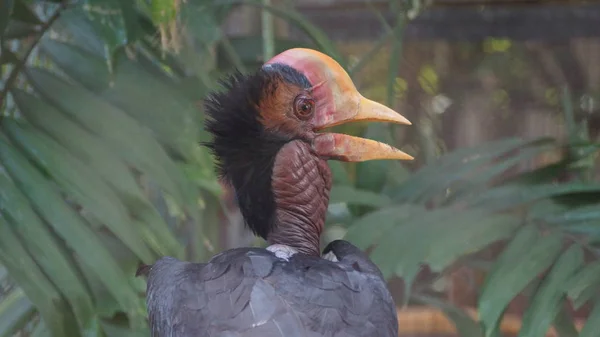 Der Helmhornvogel Ist Ein Sehr Großer Vogel Der Familie Der — Stockfoto