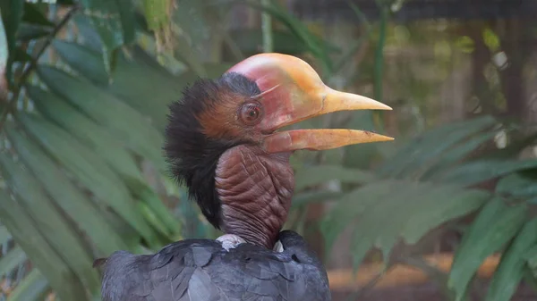 Der Helmhornvogel Ist Ein Sehr Großer Vogel Der Familie Der — Stockfoto