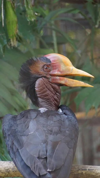 Přilbou Zoborožce Velmi Velký Pták Rodině Zoborožce Vyskytuje Malajský Poloostrov — Stock fotografie