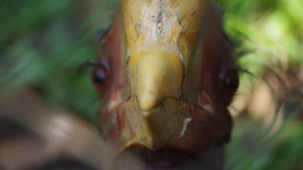 Der Helmhornvogel Ist Ein Sehr Großer Vogel Der Familie Der — Stockfoto