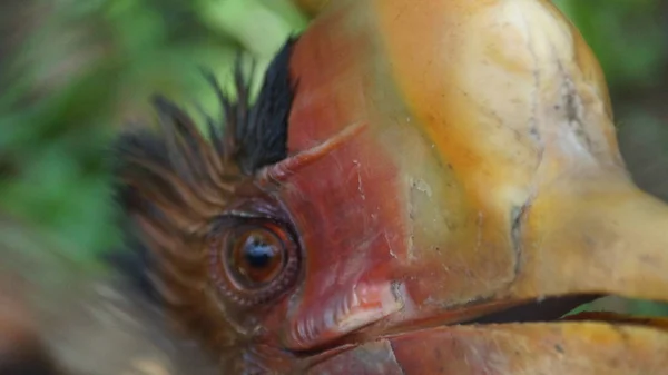 Der Helmhornvogel Ist Ein Sehr Großer Vogel Der Familie Der — Stockfoto