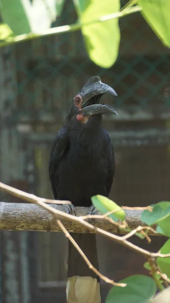 黑角是一种科的鸟 它生活在亚洲的文莱达鲁萨兰国 印度尼西亚 马来西亚 新加坡 它是榴莲的主要种子分散剂 — 图库照片