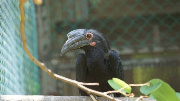 Černá Zoborožce Druh Ptáka Čeledi Zoborožec Bucerotidae Žije Asii Sultanát — Stock fotografie