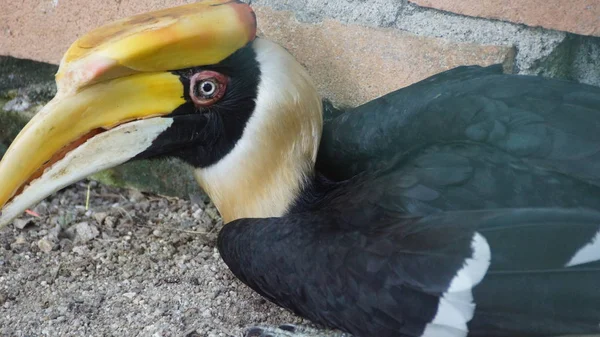 Grande Hornbill Também Conhecido Como Grande Hornbill Indiano Grande Hornbill — Fotografia de Stock